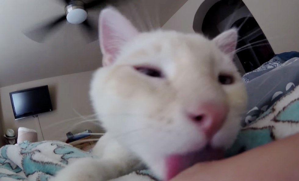 Cat Helps Human Dad Heal from Broken Leg and Wouldn’t Leave His Side