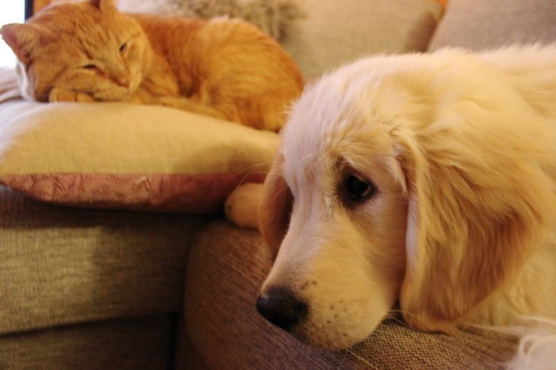 puppy tries to win over heart of ginger cat