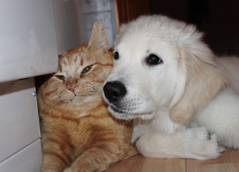 puppy tries to win over heart of ginger cat