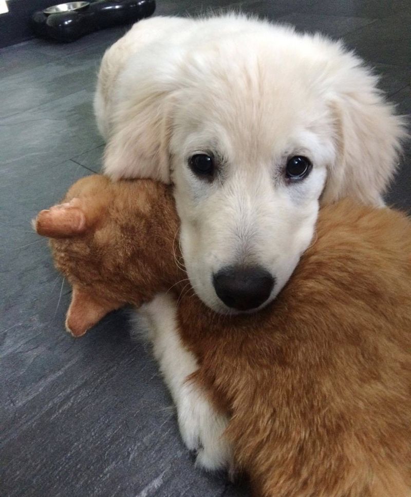 puppy tries to win over heart of ginger cat