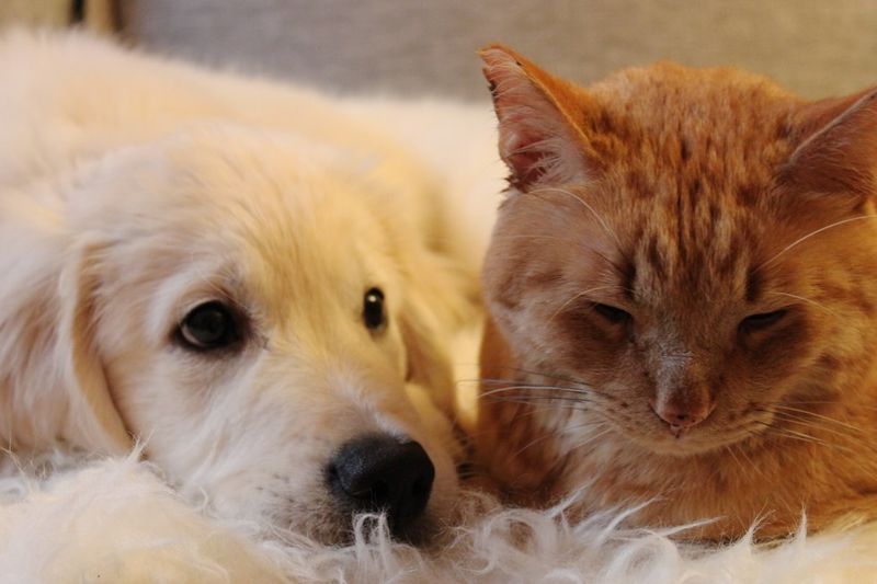 puppy tries to win over heart of ginger cat