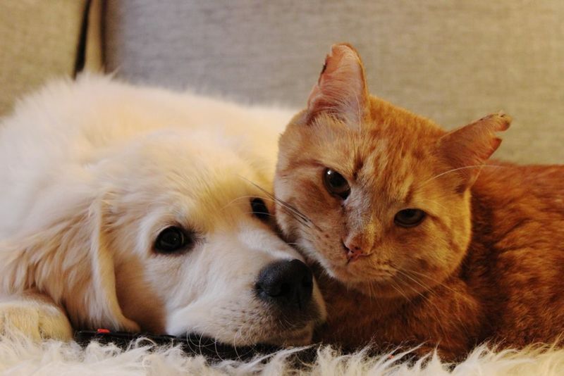 puppy tries to win over heart of ginger cat