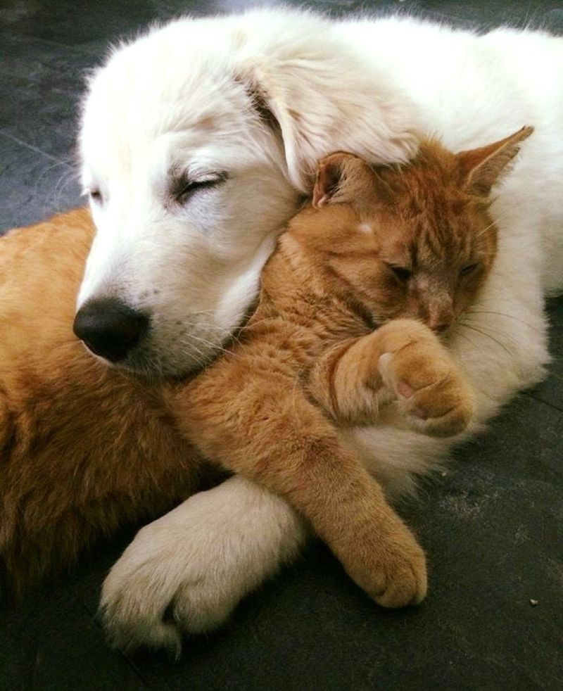 puppy tries to win over heart of ginger cat