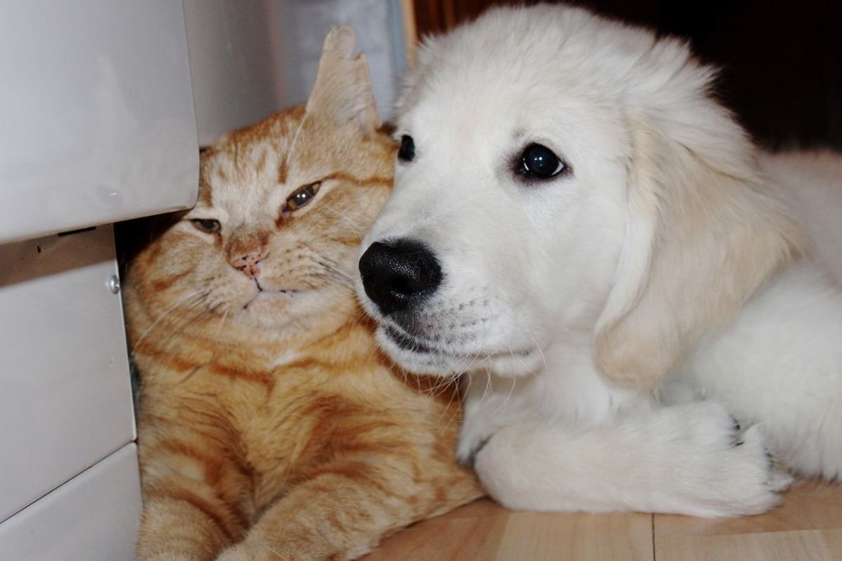 puppy tries to win over heart of ginger cat