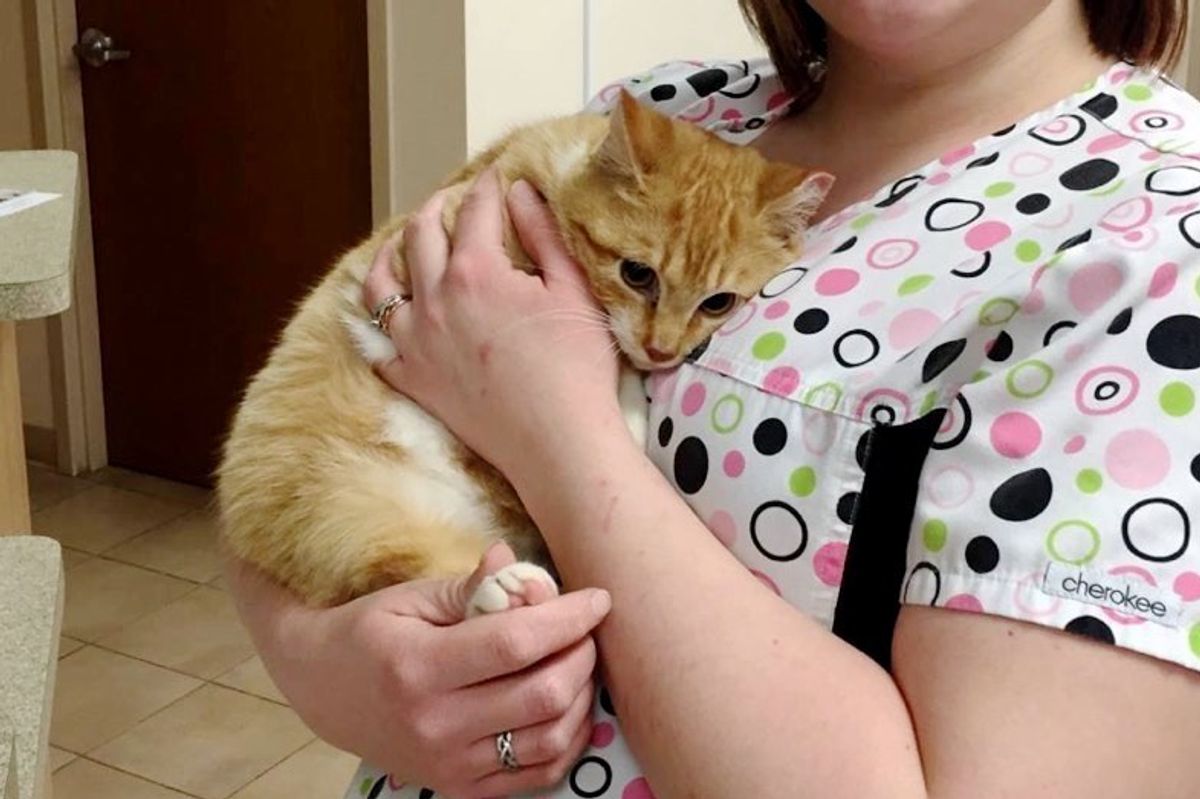 sherbert stray cat injured by car engine rescued