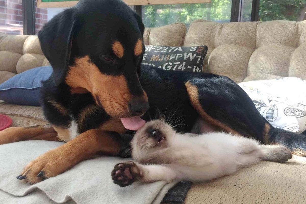 siamese kitten loved by dog beagle doberman mix