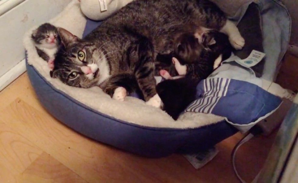 Feral Cat Accepts Her Rescuers' Love so Her Babies Can Have a Safe Home ...