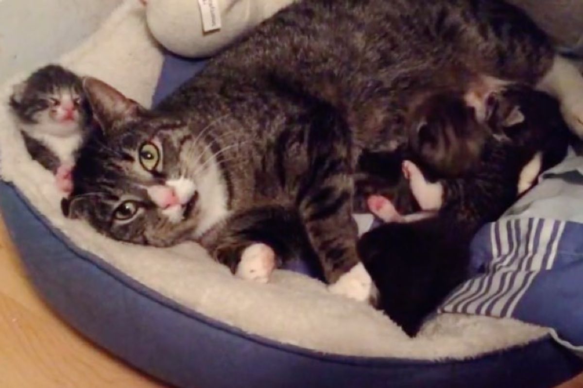 feral cat accepts help from rescuers for her newborn babies