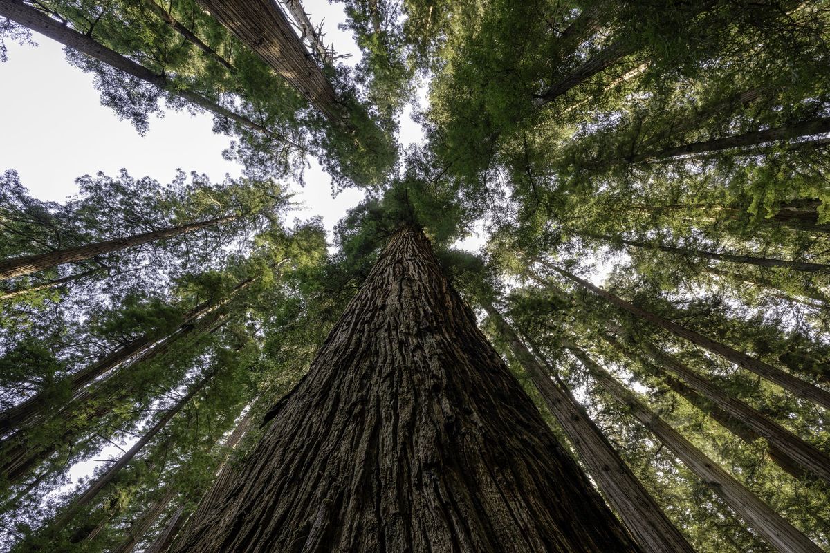 Sequoie, querce e faggi extra large: a zonzo nella terra dei giganti verdi