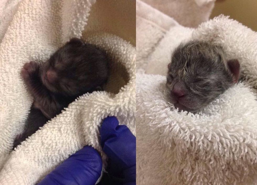 Sweet Young Cat and Her 4 Tiny Babies Saved by Life-changing Surgery ...