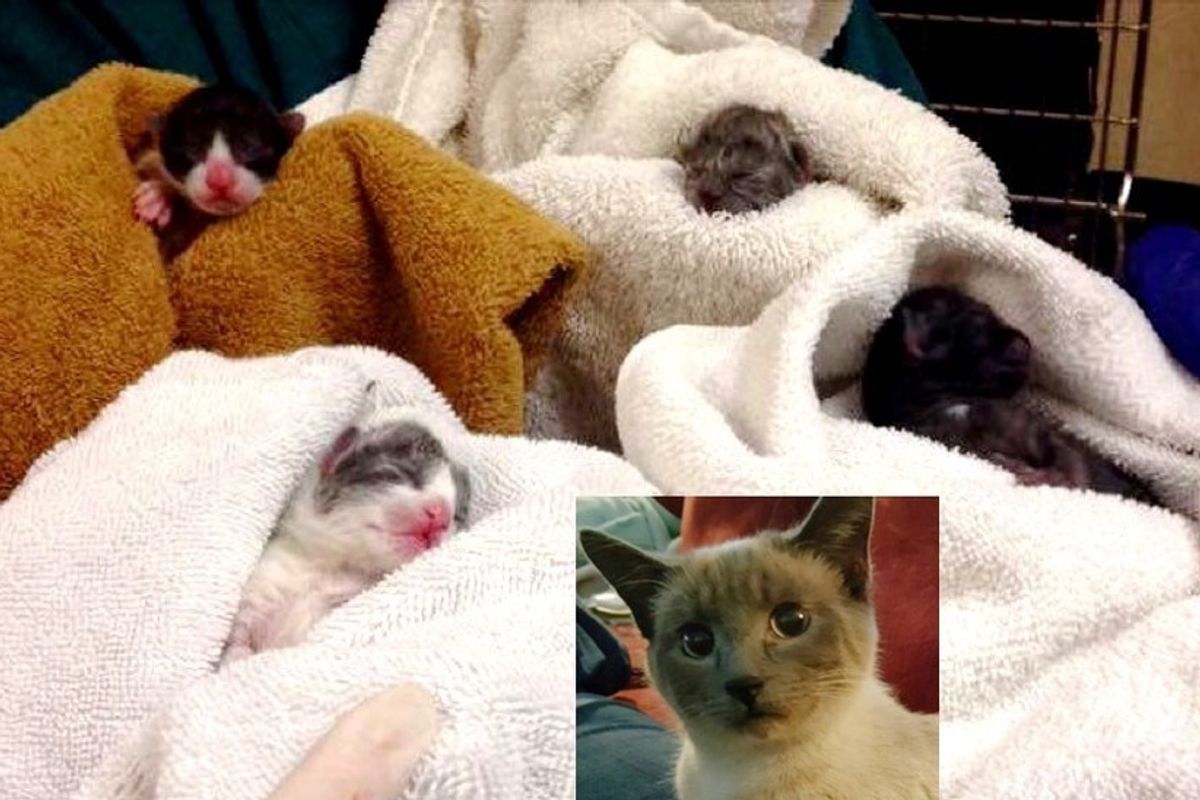 newborn kittens saved c-section