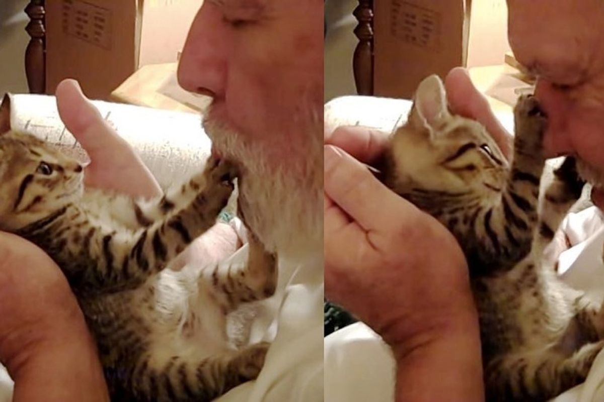 kitten gets tummy kisses