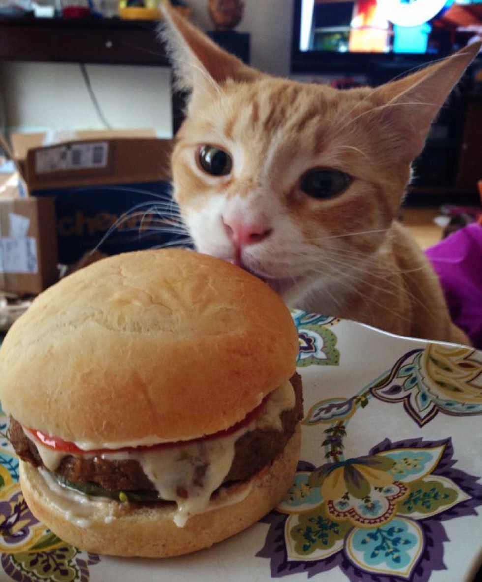 fenn the destroyer cat taste burger