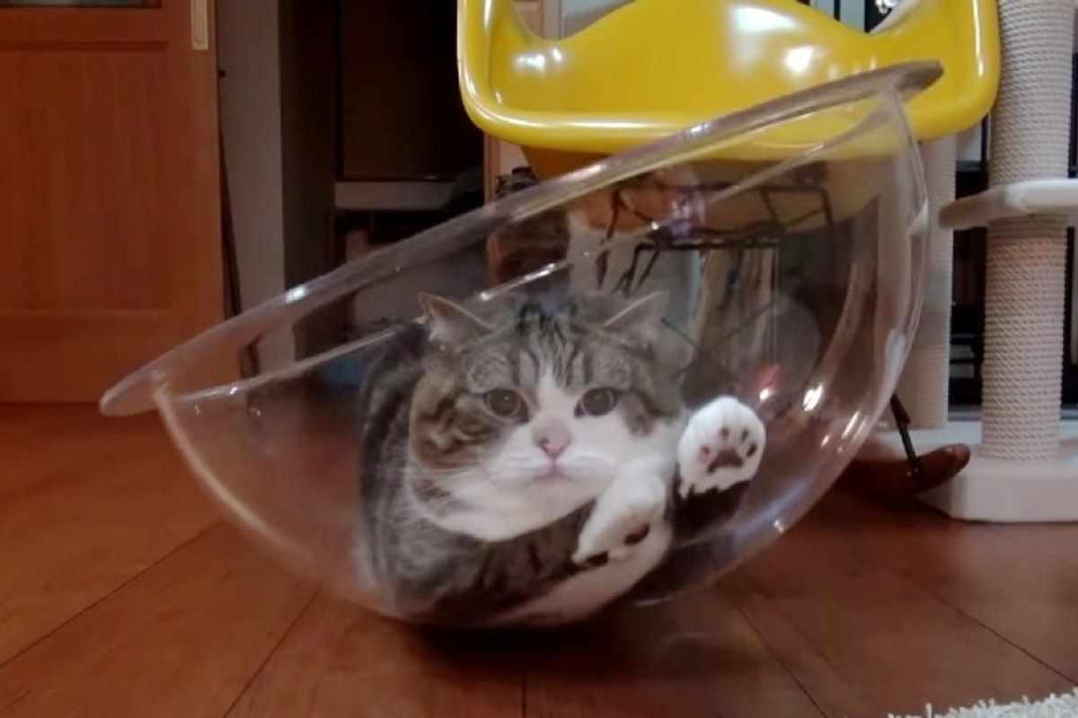 maru cat in clear bowl chair