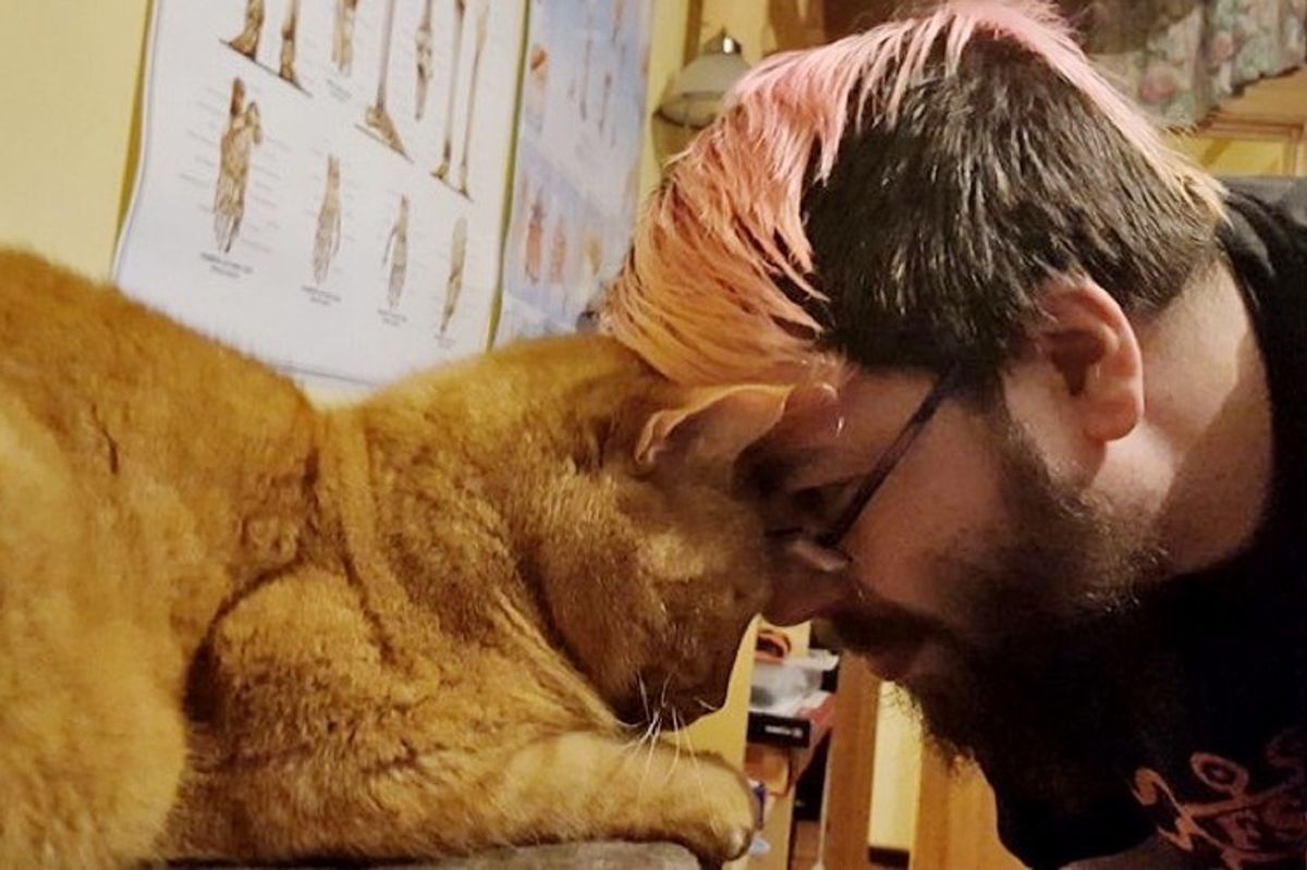 ginger cat chose his human half a mile away