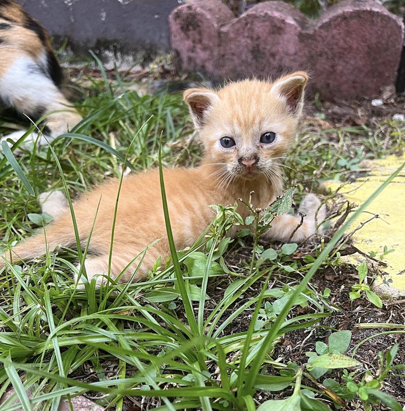 kitten ginger legs