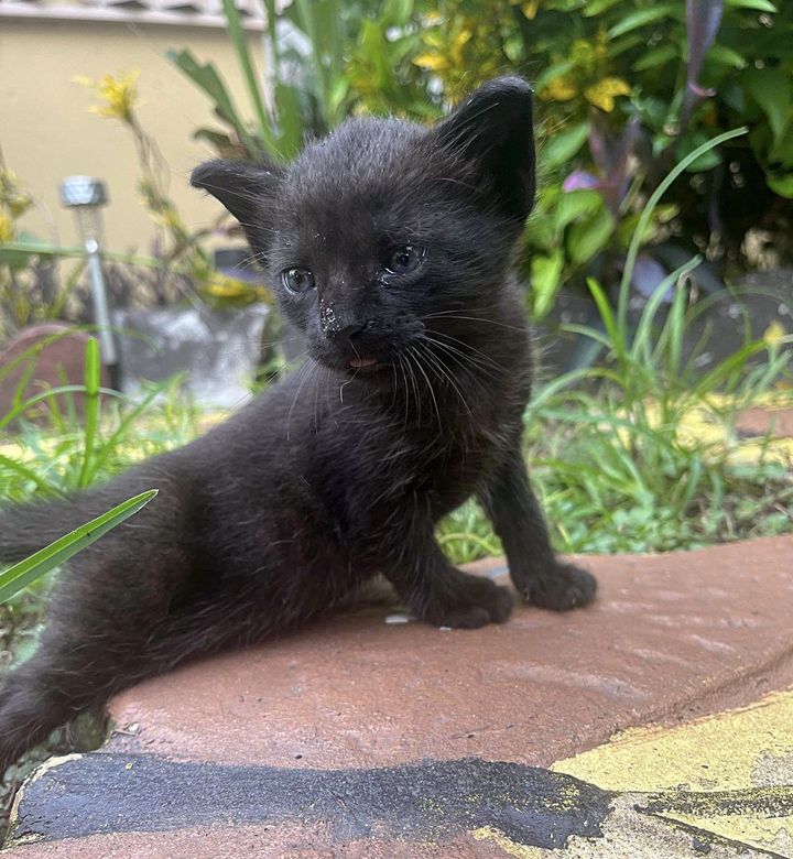 black kitten yard