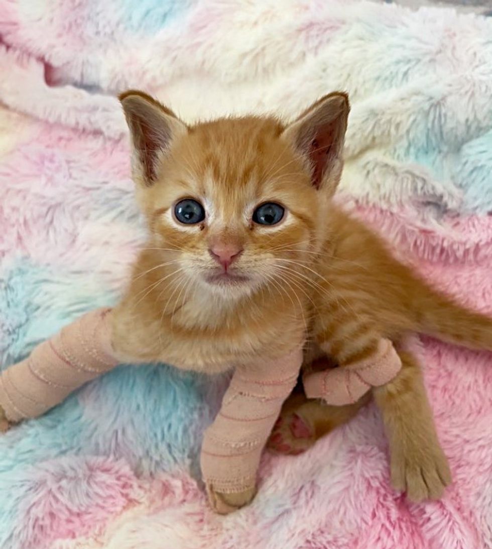 kitten splinted legs