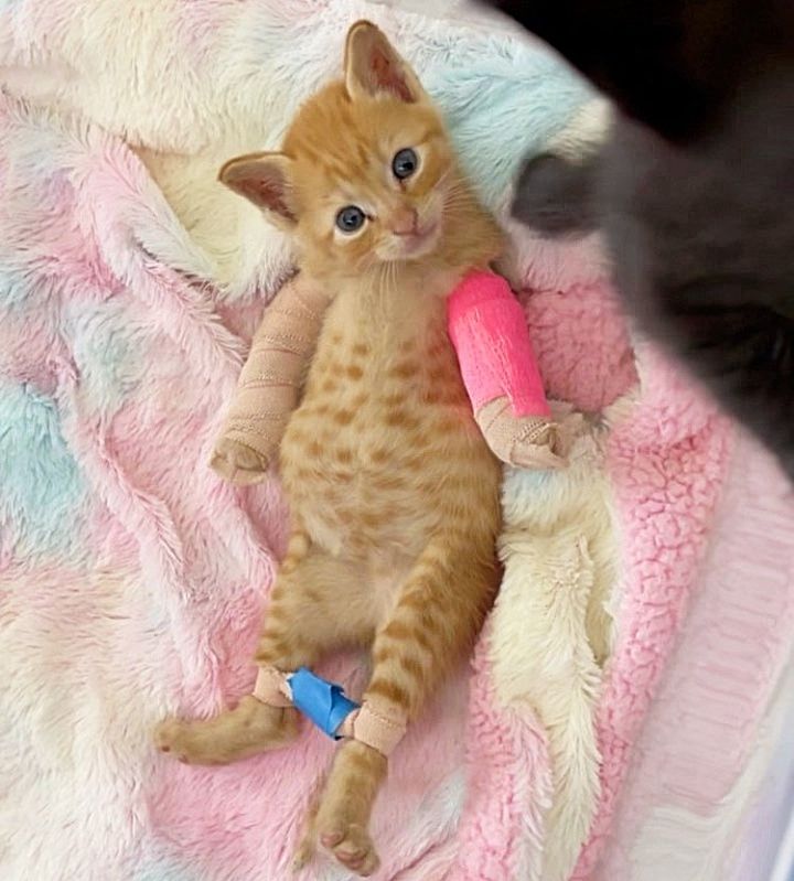 kitten leg treatment