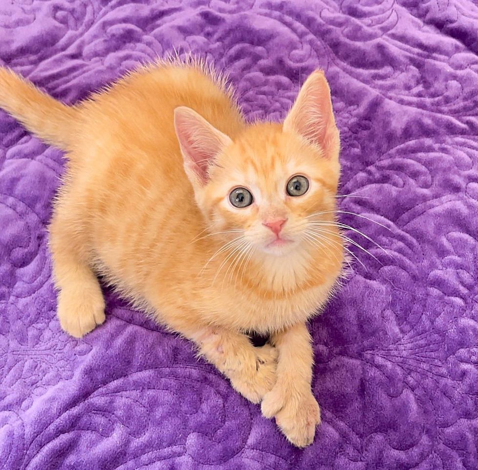 ginger kitten polydactyl