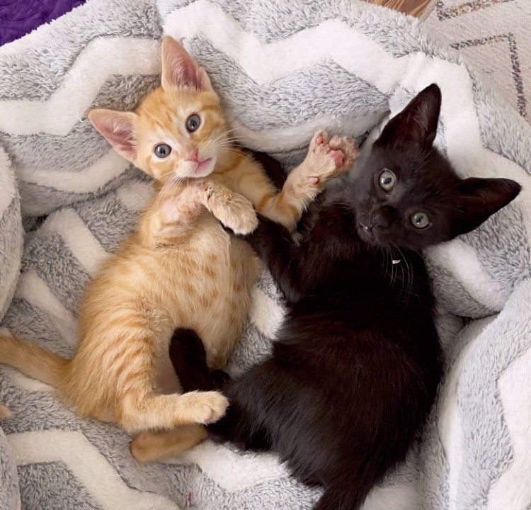 ginger kittens best friends