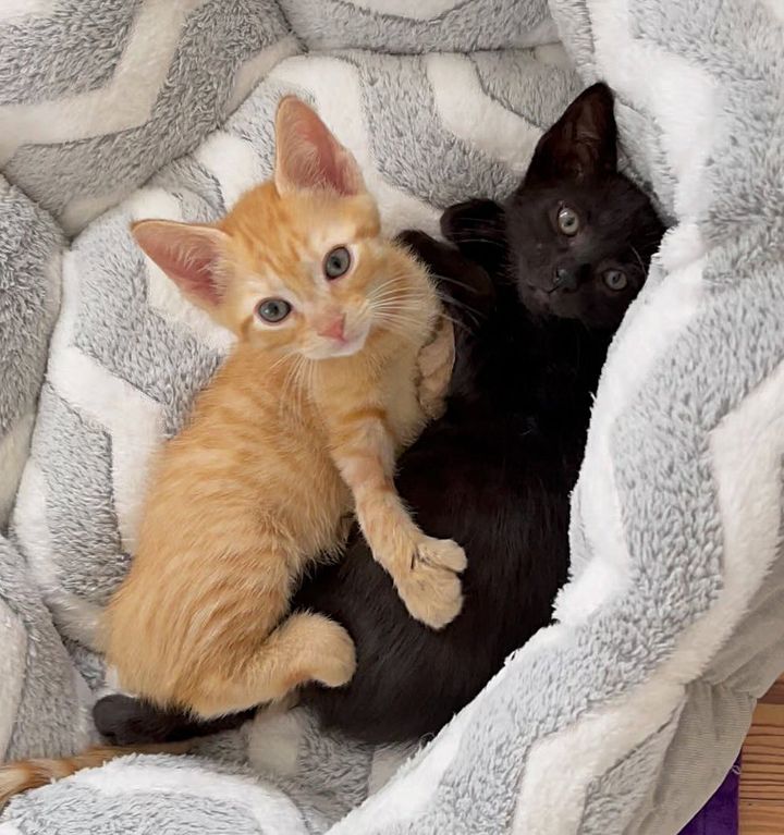 snuggly kittens friends thumbs