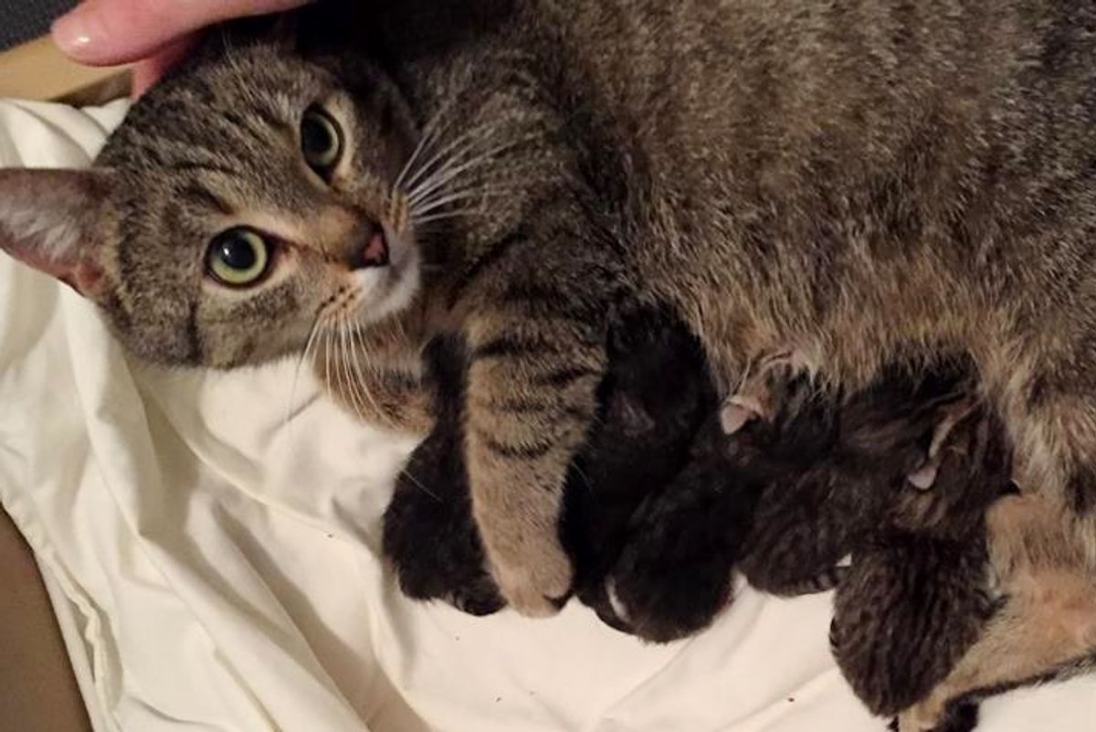 stray cat mama her kittens saved