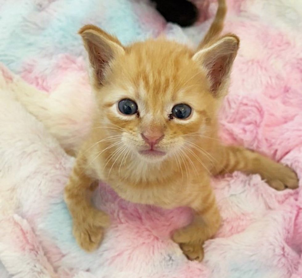 ginger kitten twisted legs