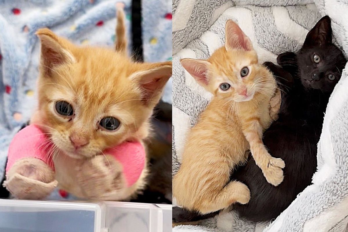 Kittens Brought to Front Yard by a Cat, One of Them Needed Help So He Could Walk and Run with His Brother