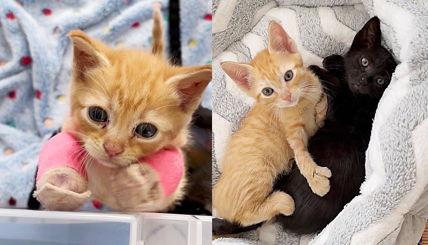 Kittens Brought to Front Yard by a Cat, One of Them Needed Help So He Could Walk and Run with His Brother