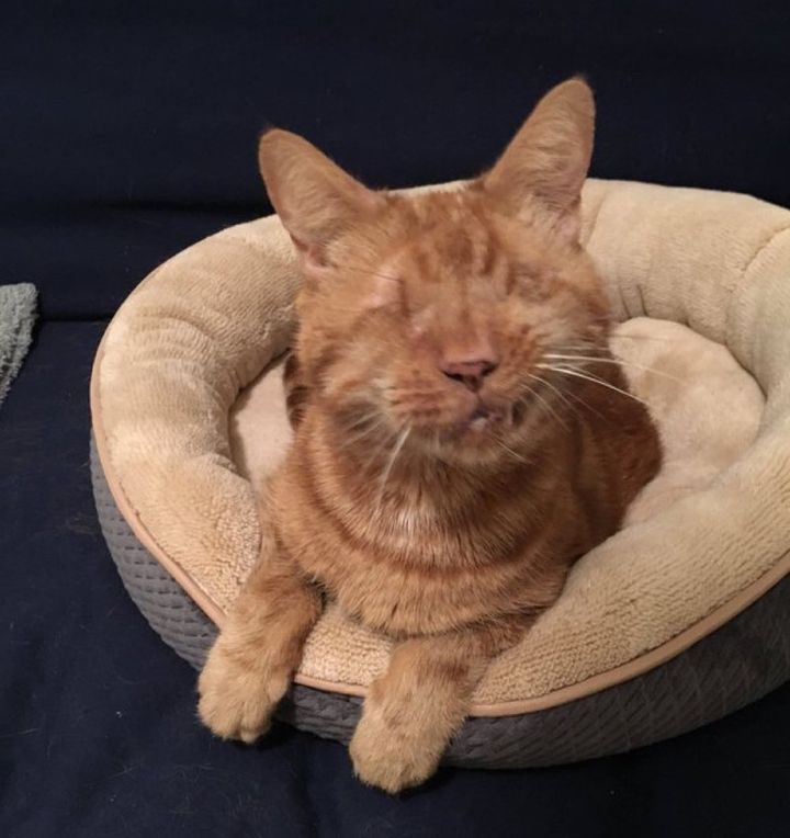 blind cat becomes shadow of his human follows her everywhere