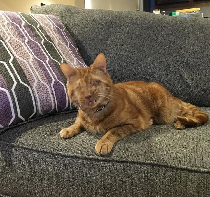 blind cat becomes shadow of his human follows her everywhere