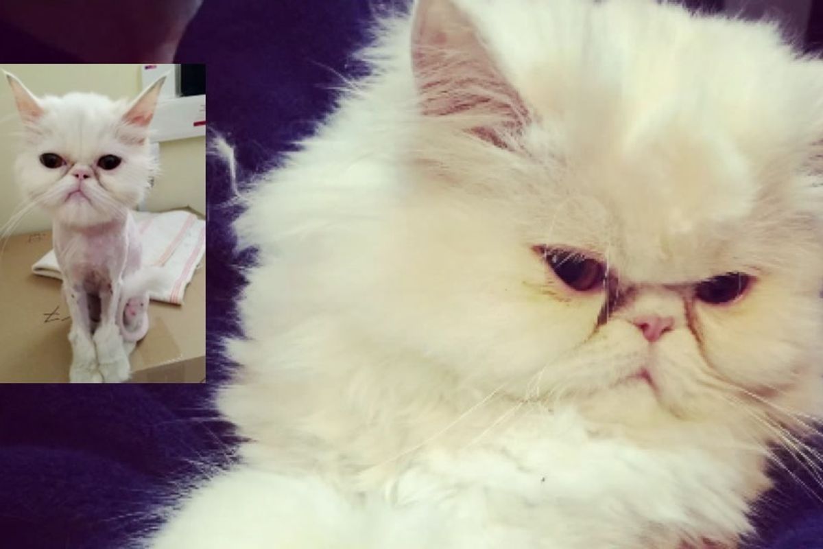 rescue persian cat 6 months later