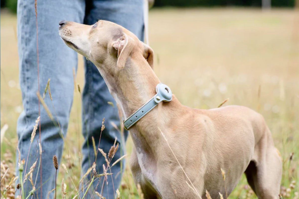 Never lose sight of your pup with Nina Woof’s AirTag dog collars