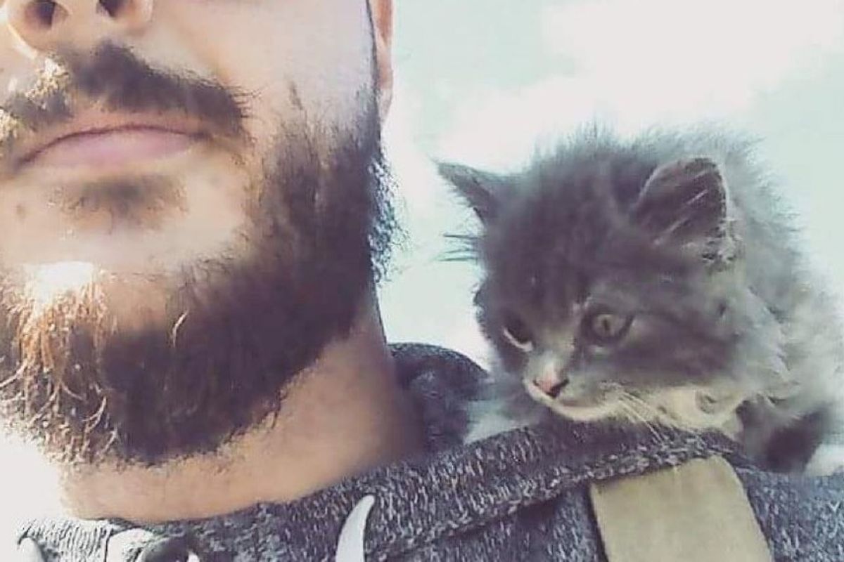 man rescued feral barn kitten