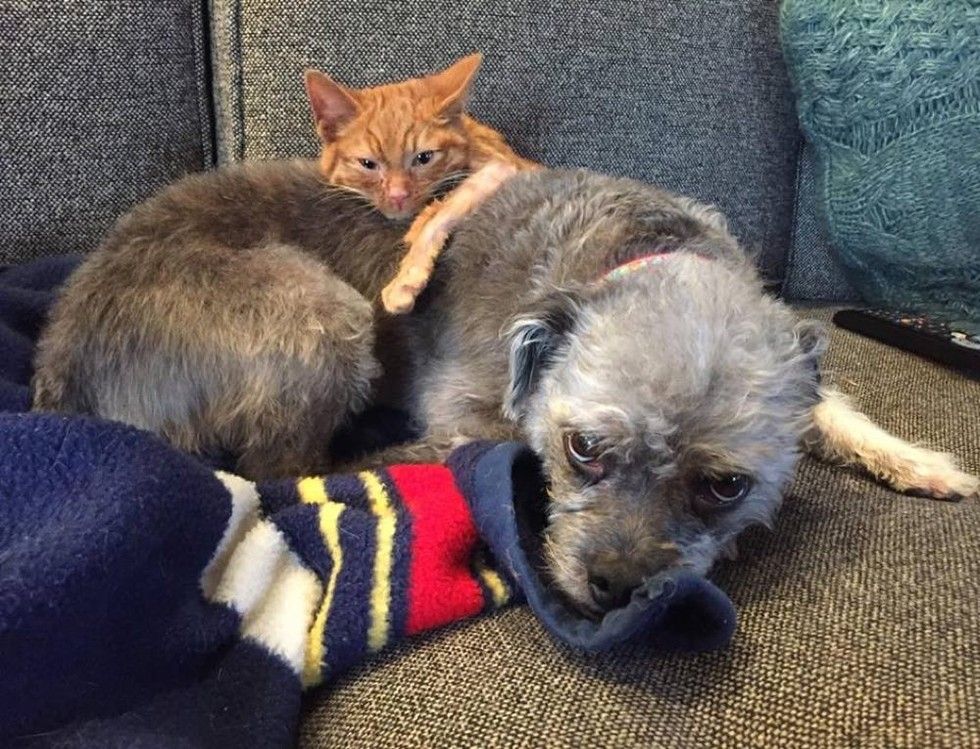 ginger cat rescued from burns by car engine recovery transformation