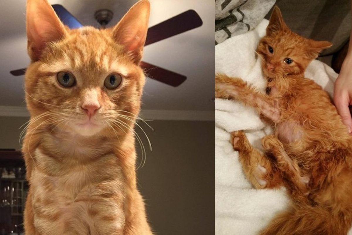 ginger cat rescued from burns by car engine recovery transformation