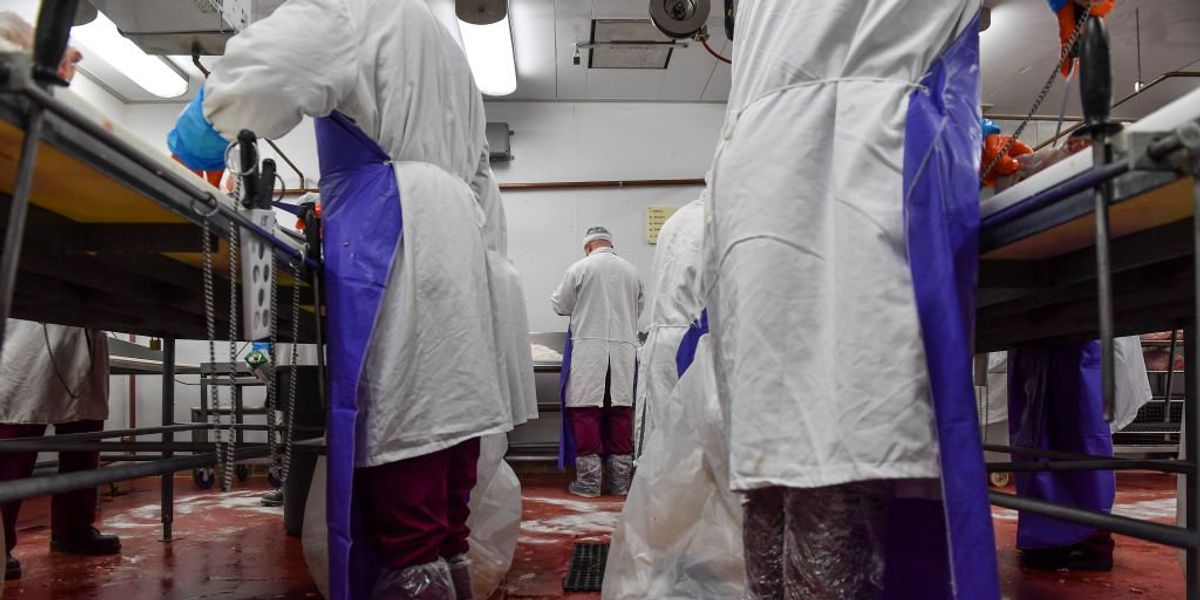 NextImg:Tyson and Perdue face child labor investigations for allegedly contracting migrant teens to work dangerous positions at meat packing plants