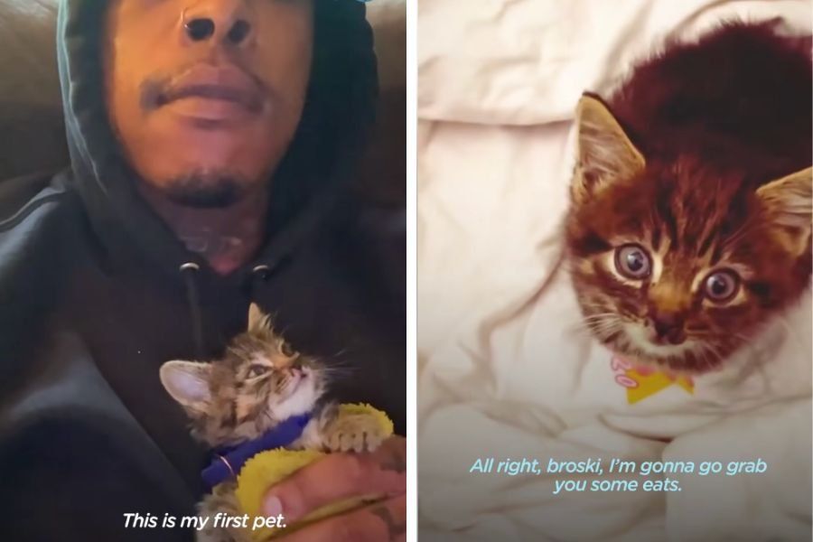 pets; first pet; cat videos; cat distribution system; pet videos