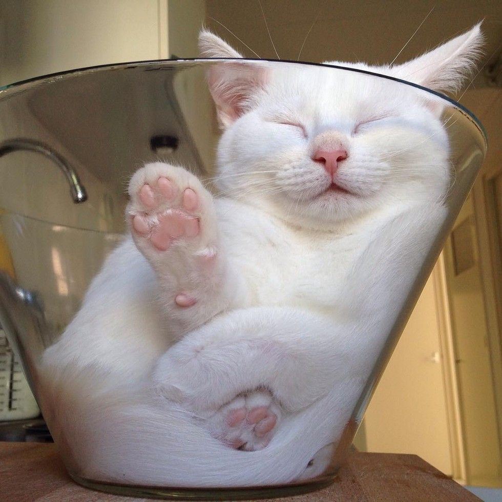 Cat in hot sale bowl