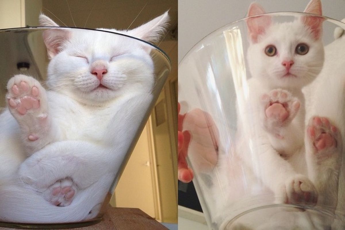 white cat loves sleeping in glass bowl