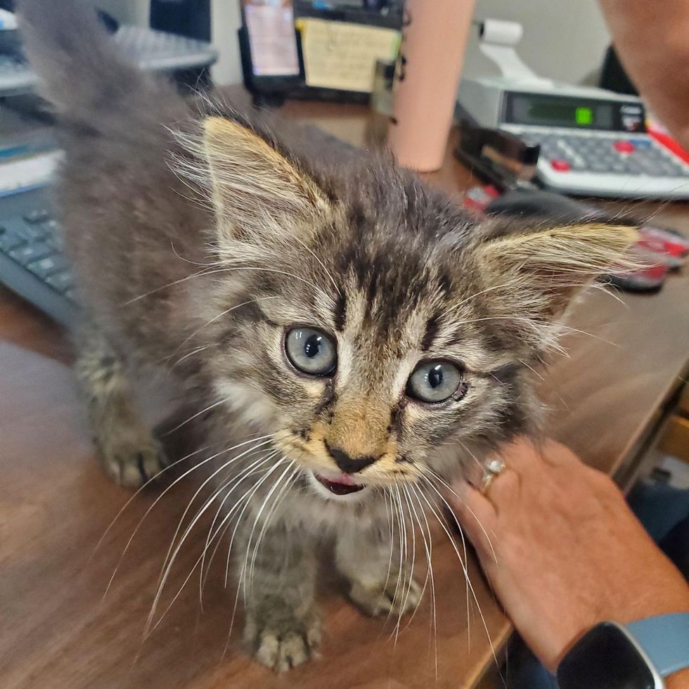 tabby stray kitten office