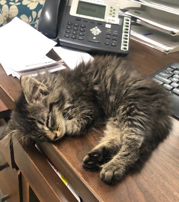 stray kitten desk office