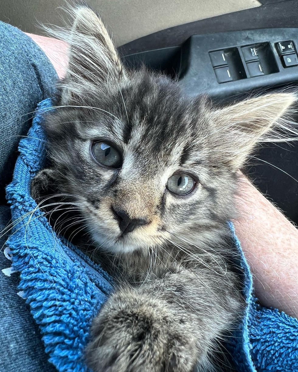 snuggly kitten purrito