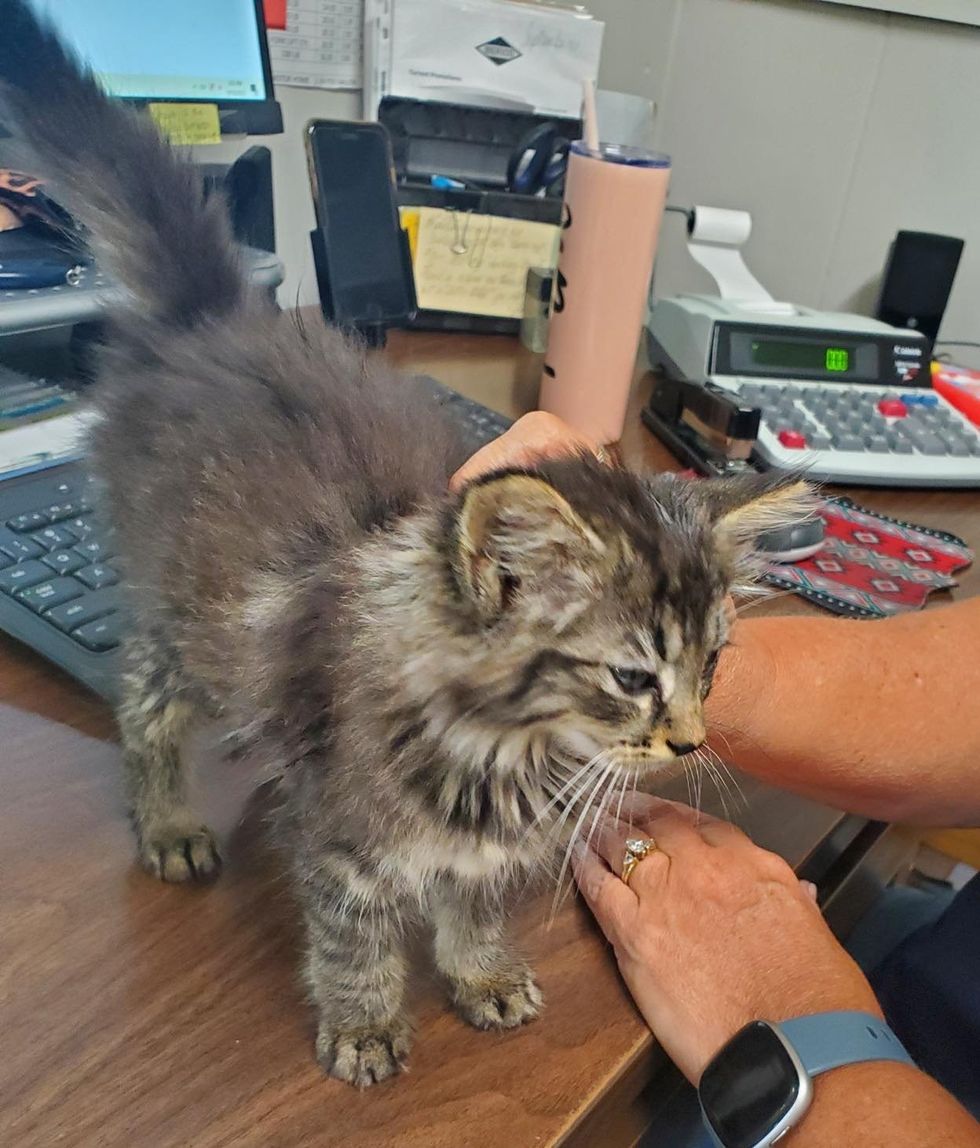 sweet fluffy kitten office