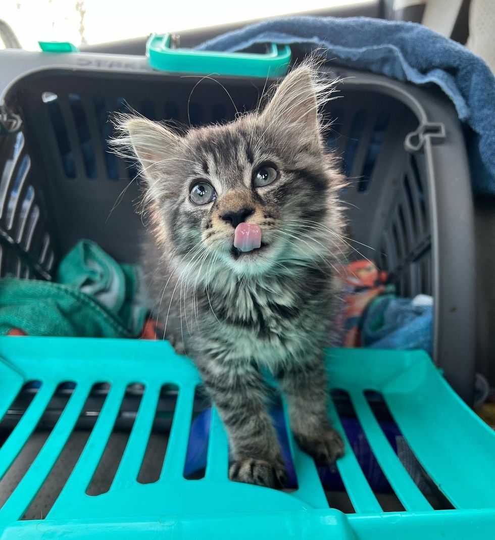 kitten fluffy carrier