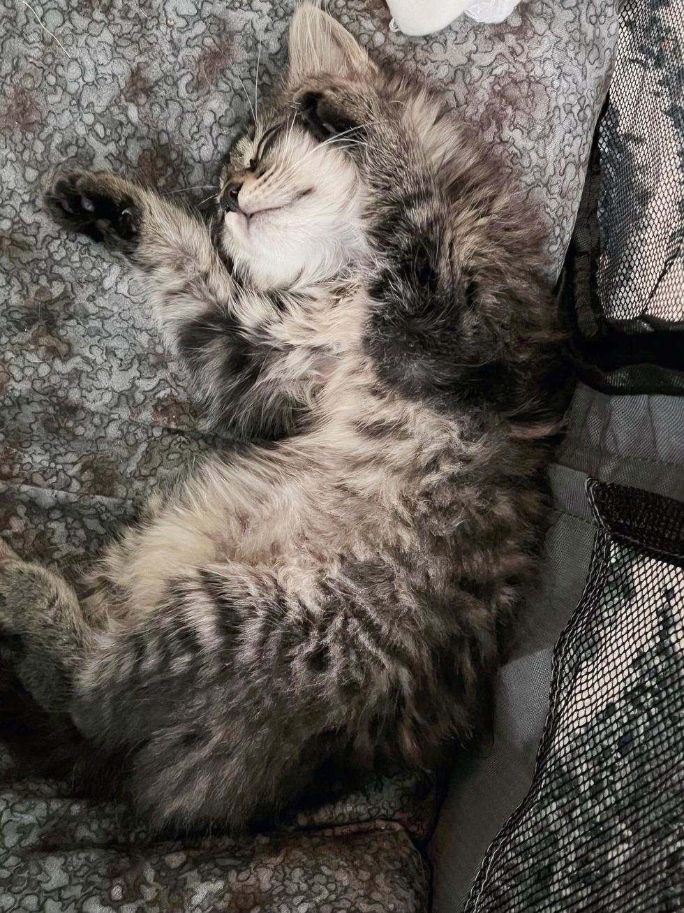 happy sleeping kitten