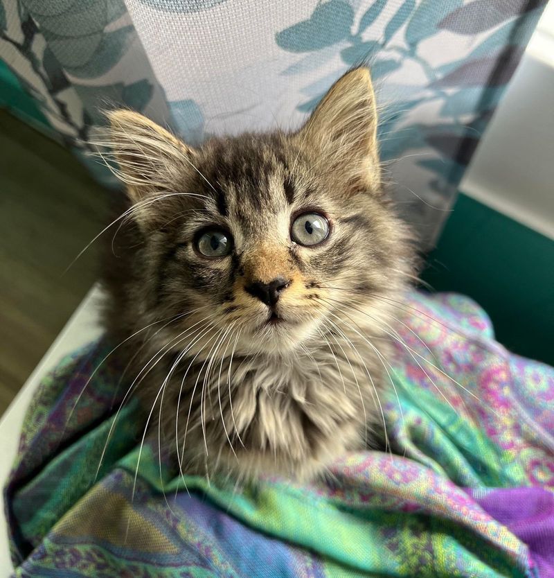 fluffy kitten long whiskers