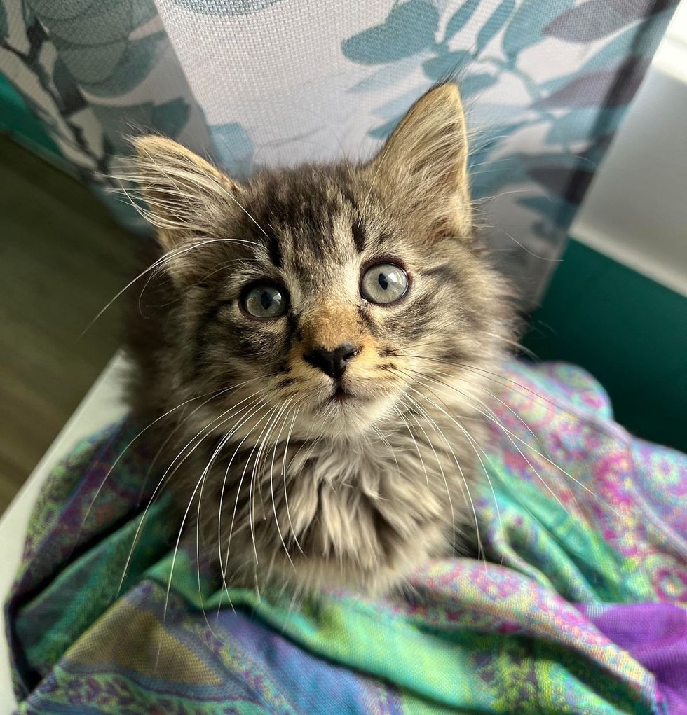 Worker Saw Stray Kitten Running Up to Him in a Warehouse and Jumping ...