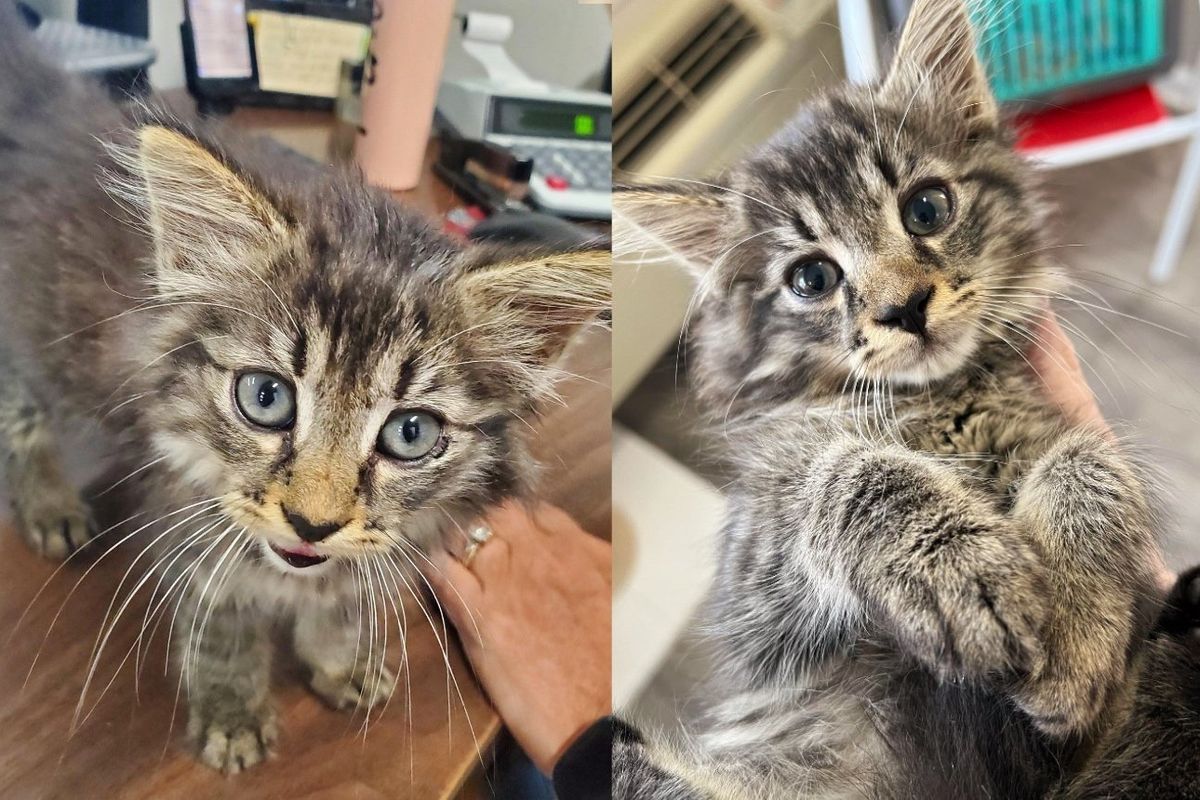 Worker Saw Stray Kitten Running Up to Him in a Warehouse and Jumping into His Arms